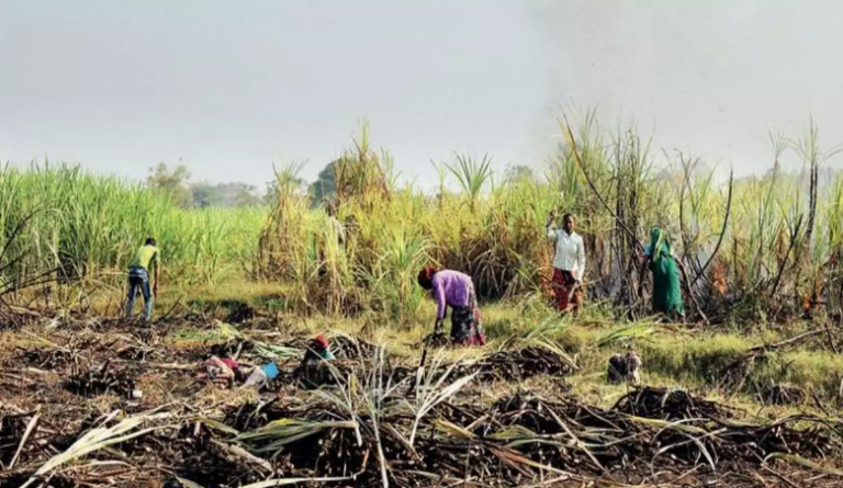 Sugarcane Harvest Begins In Maharashtra, 182 Factories Start Operations