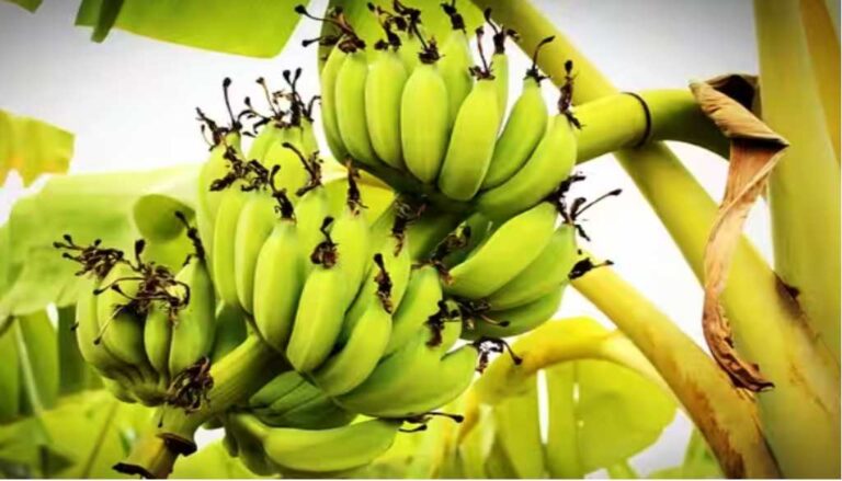 केळी उत्पादक शेतकऱ्यांना पीकविमा भरण्यासाठी ३ नोव्हेंबरपर्यंत मुदतवाढ